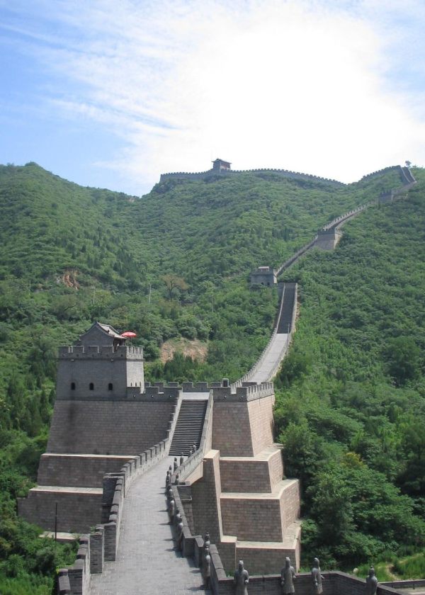 白色橄榄树